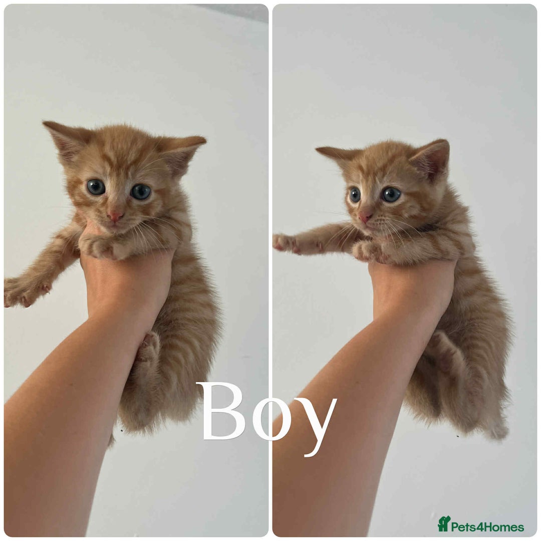 Mixed Breed cats for sale: 4 Ginger 2 Male 2 Female  - Image 2