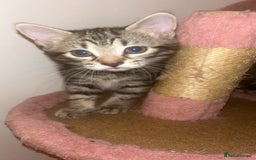 British Shorthair cats for sale: 1 Females kitten  - Advert 5