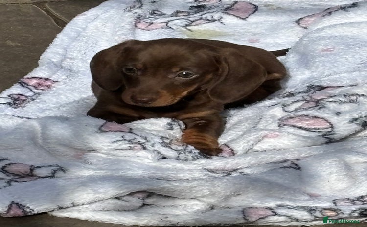 Miniature Dachshund dogs - Advert 3