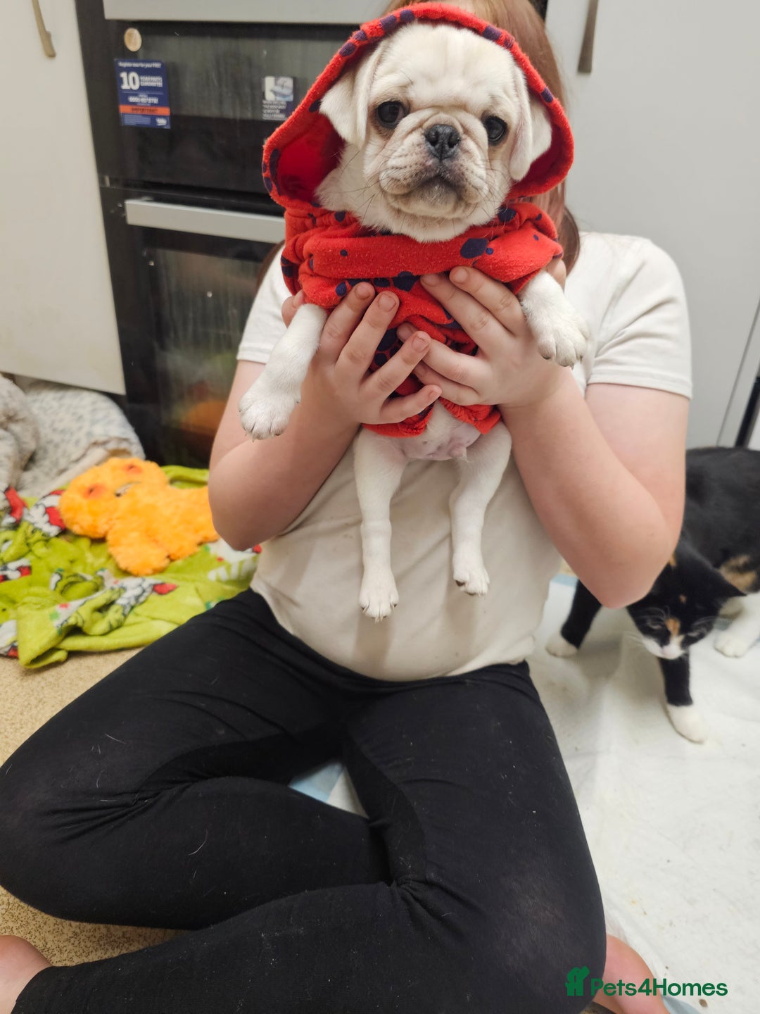 Pug dogs for sale: Gorgeous creamgirl and whiteboy pug ready toleave  - Advert 3