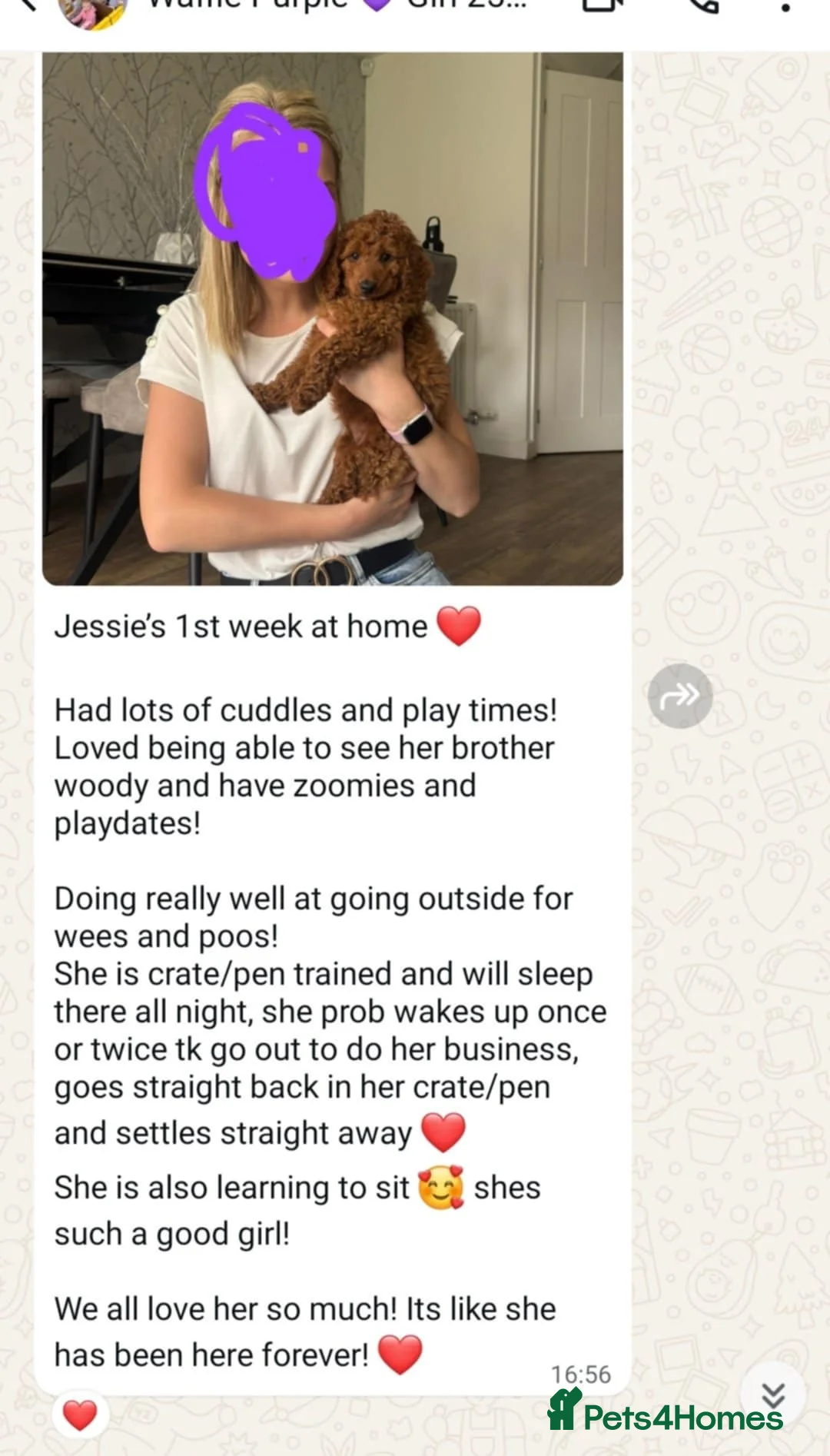 Australian Labradoodle dogs for sale:  👑 Multigen Toy Bred Australian Double Doodles 👑 - Advert 33