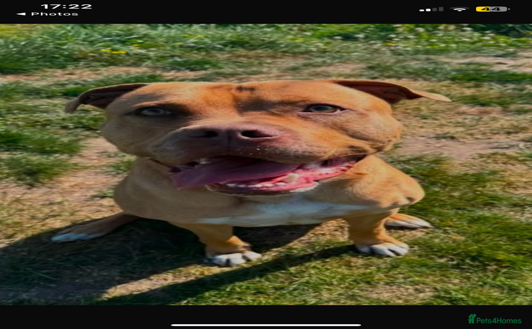 Mixed Breed dogs - Advert 1