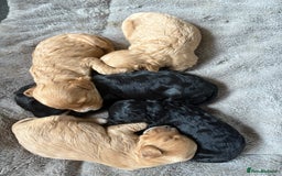 Mixed Breed dogs for sale: 8 beautiful cockapoo cross cavapoo pups - Image 11