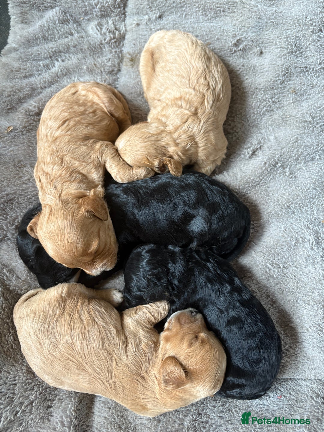 Mixed Breed dogs for sale: 8 beautiful cockapoo cross cavapoo pups - Image 11