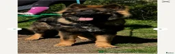 German Shepherd dogs for sale: German Shepherd straight back working line  - Advert 4