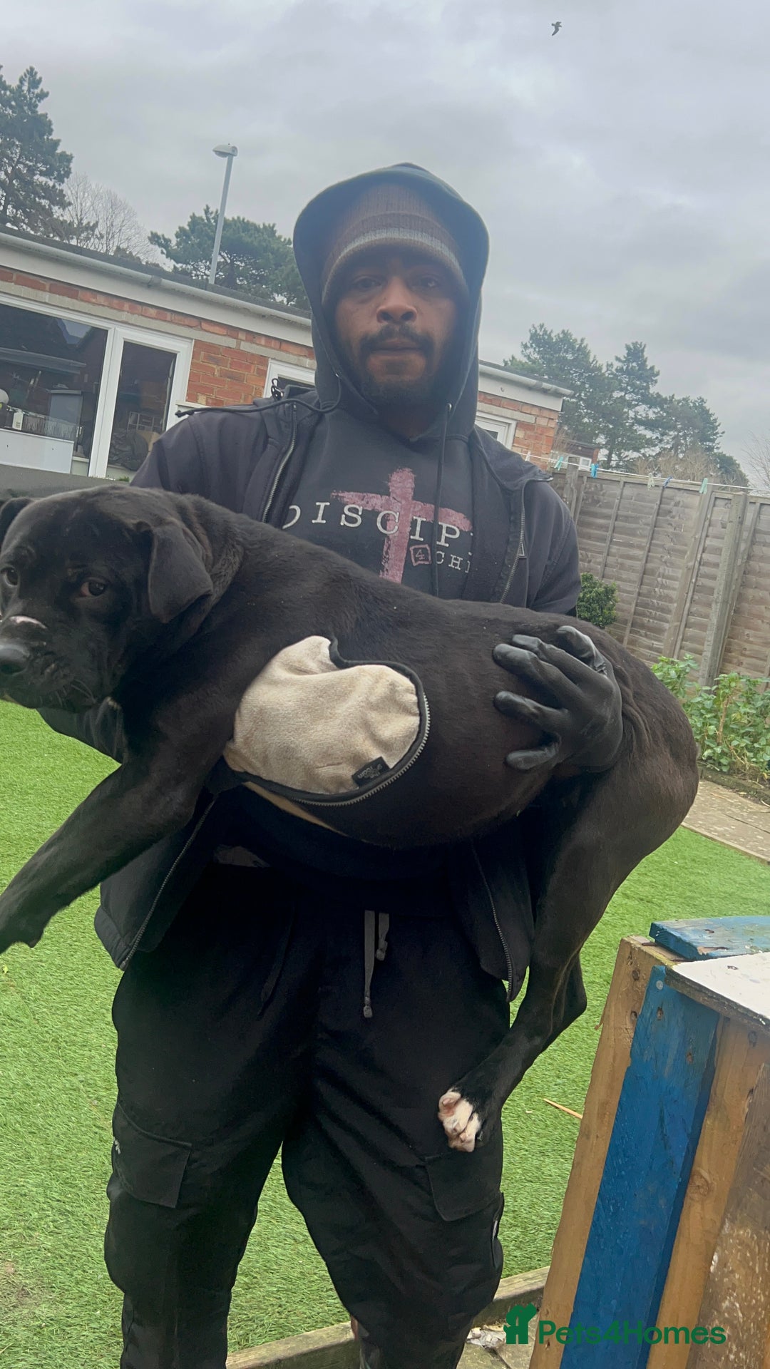 Mixed Breed dogs for sale: Beautiful black and white mixed bully  - Image 6