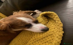 Mixed Breed dogs for adoption: Ornella  - Image 2