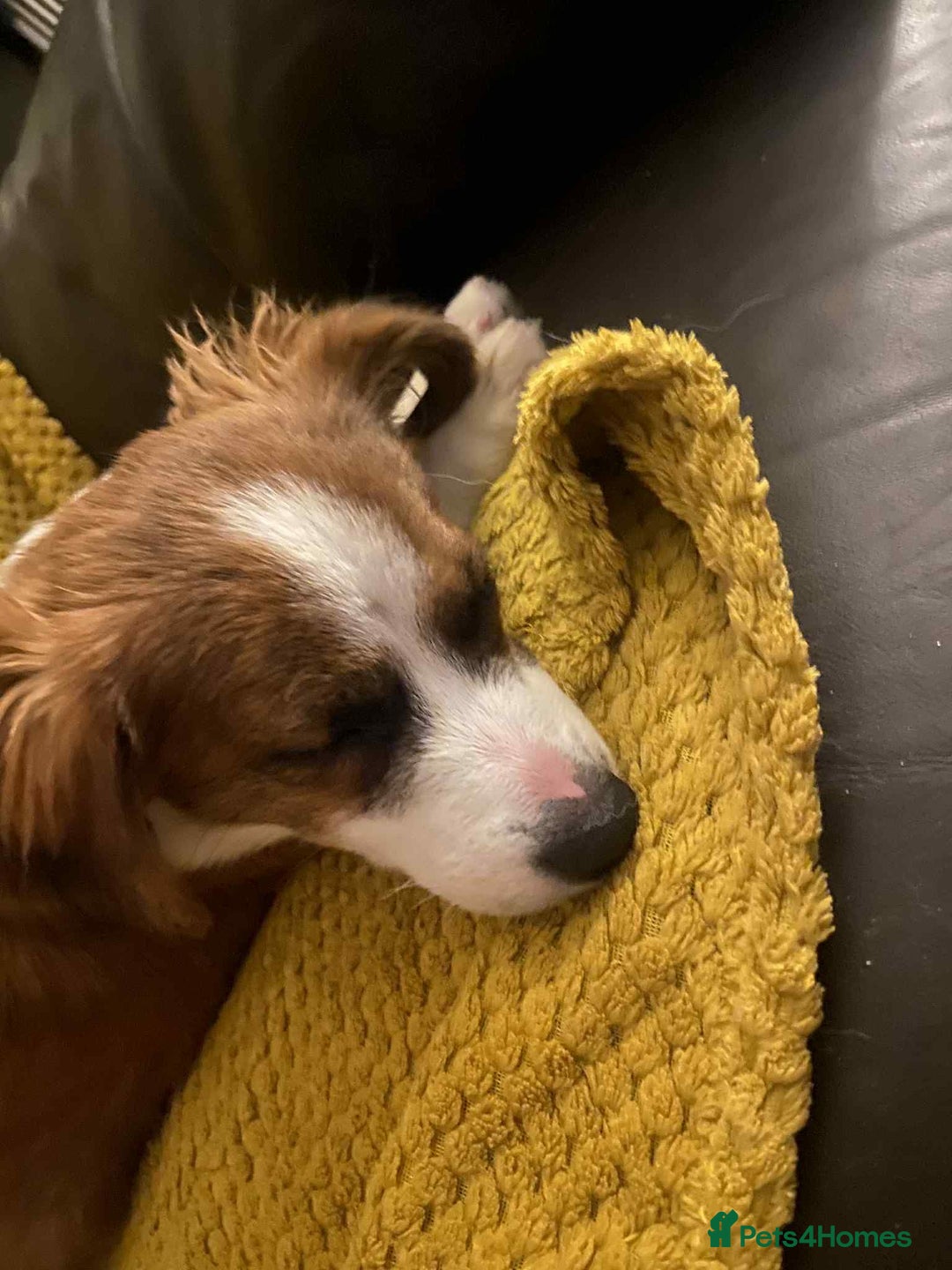 Mixed Breed dogs for adoption: Ornella  - Image 2