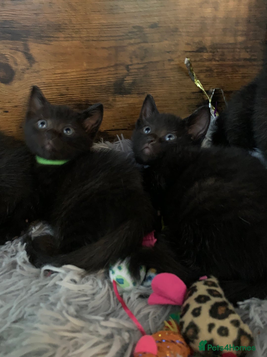 Russian Blue cats for sale: Beautiful Russian Blue x kittens READY NOW - Image 6