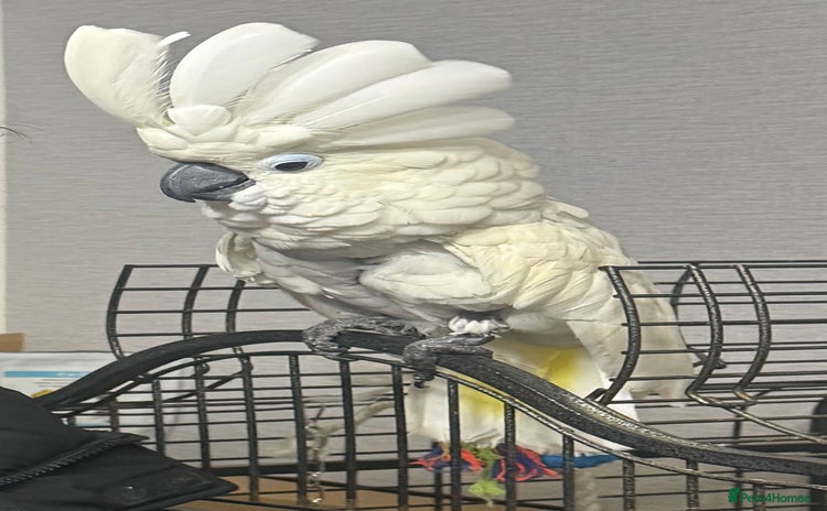 Cockatoo birds - Advert 15