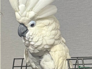 Cockatoo birds - Advert 1