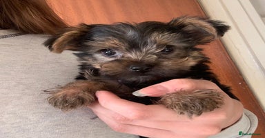 Yorkshire Terrier dogs - Advert 6