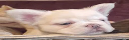 French Bulldog dogs for stud: Licensed breeder! Fluffy frenchie litter due July  - Advert 21