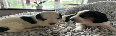 Basset Hound 6
