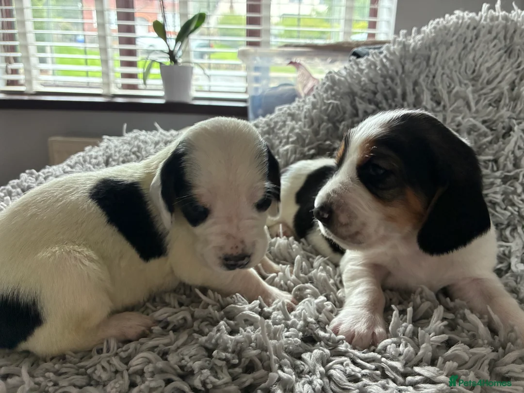 Basset Hound dogs for sale: Lady Penelope's Litter of Basset Hound Puppies - Advert 18
