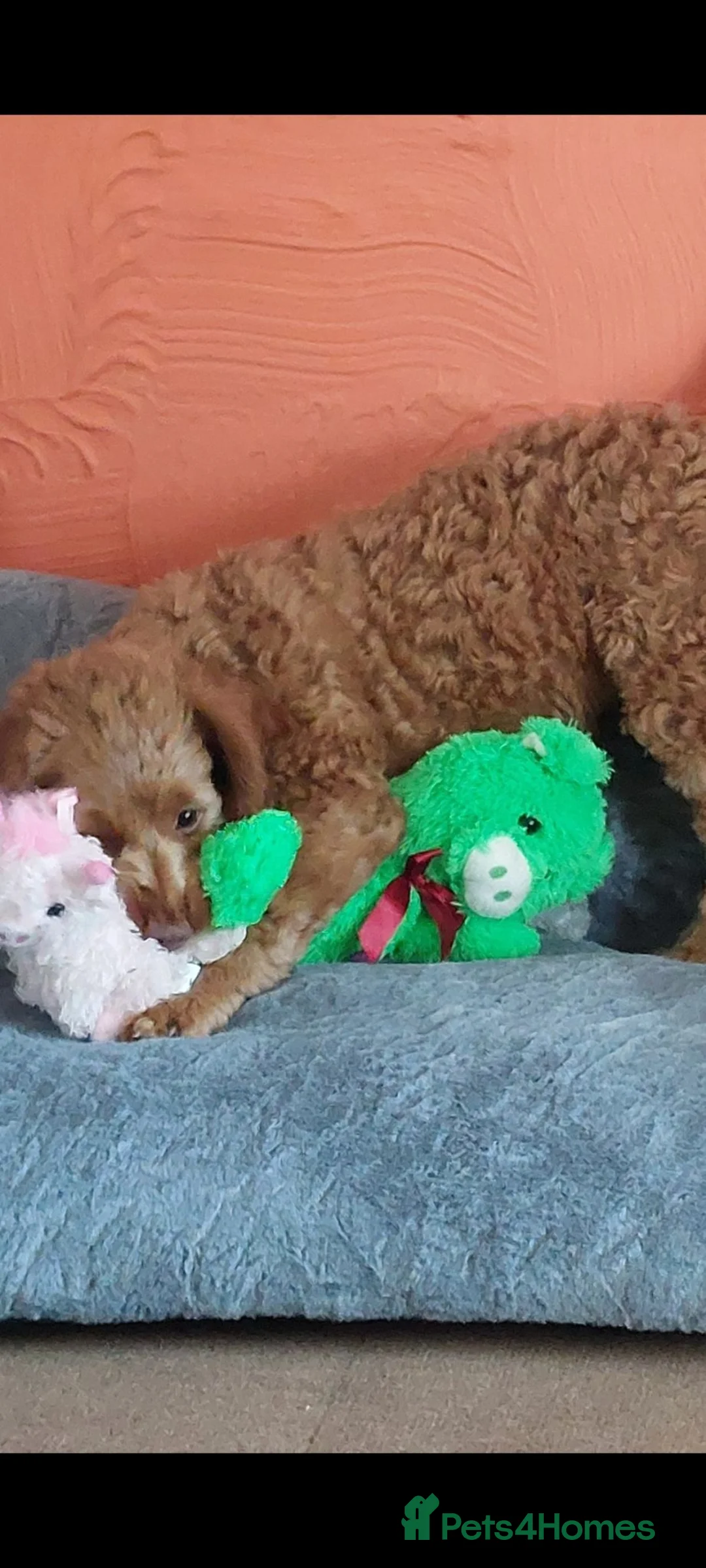 Cockapoo dogs for sale: Cockapoo girl - Advert 22