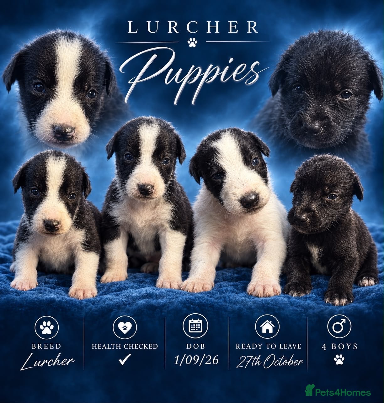 Lurcher dogs Saluki derhound grey second genaration bull grey - Advert 10