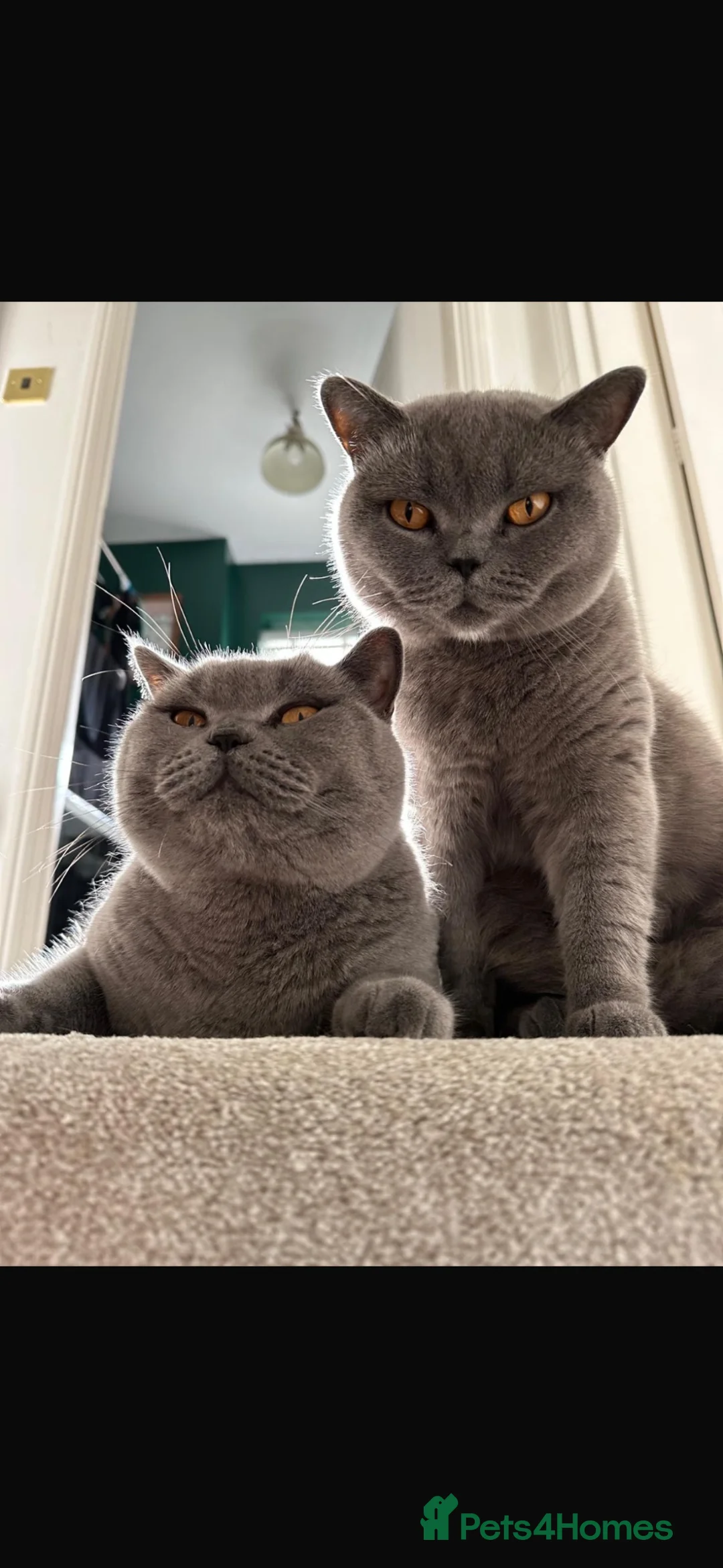 British Shorthair cats for sale: Tilly & Lily  - Advert 2