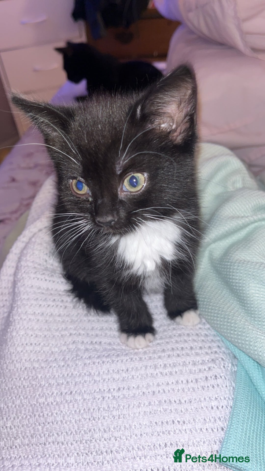 British Shorthair cats for sale: 1 kitten for sale! - Advert 2