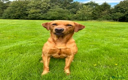 Labrador Retriever dogs for sale: KC Fox Red Labrador puppies - Image 14