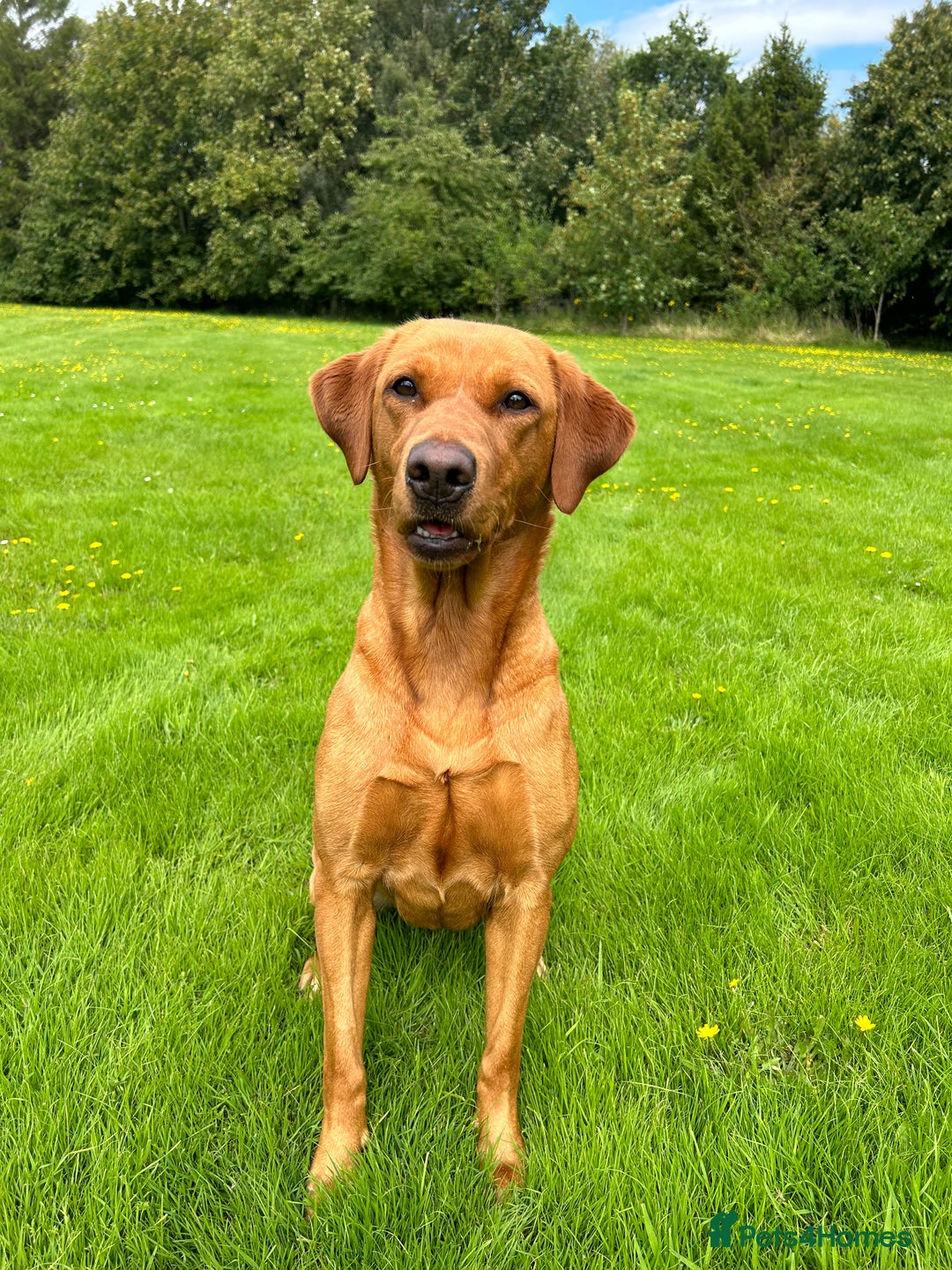Labrador Retriever dogs for sale: KC Fox Red Labrador puppies - Image 14