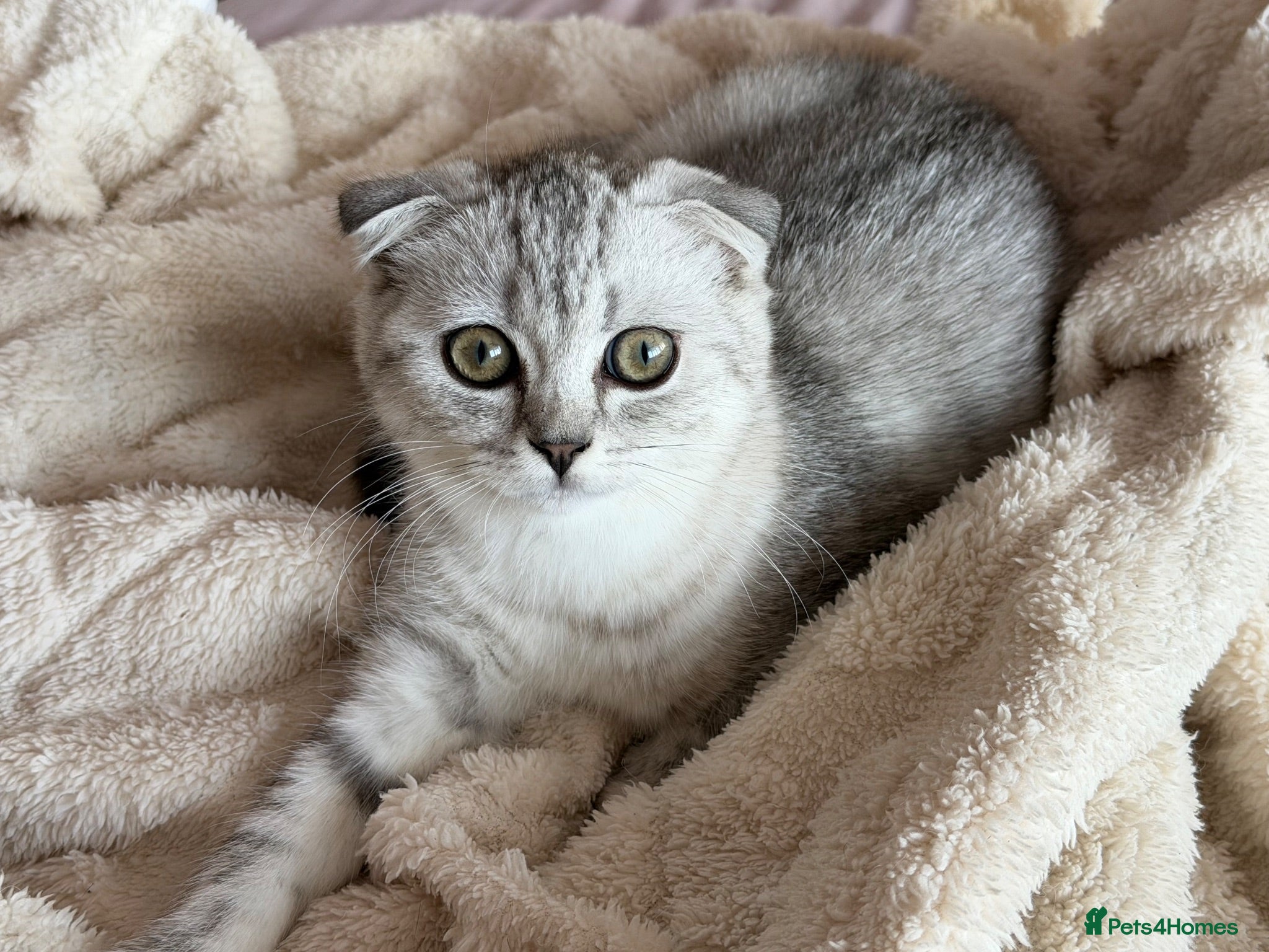 Scottish Fold cats Beautiful Scottish Fold/Straight Kittens  - Advert 1