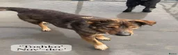 Mixed Breed dogs for adoption: Toshko, approx 10 yrs. Available for adoption. - Advert 31