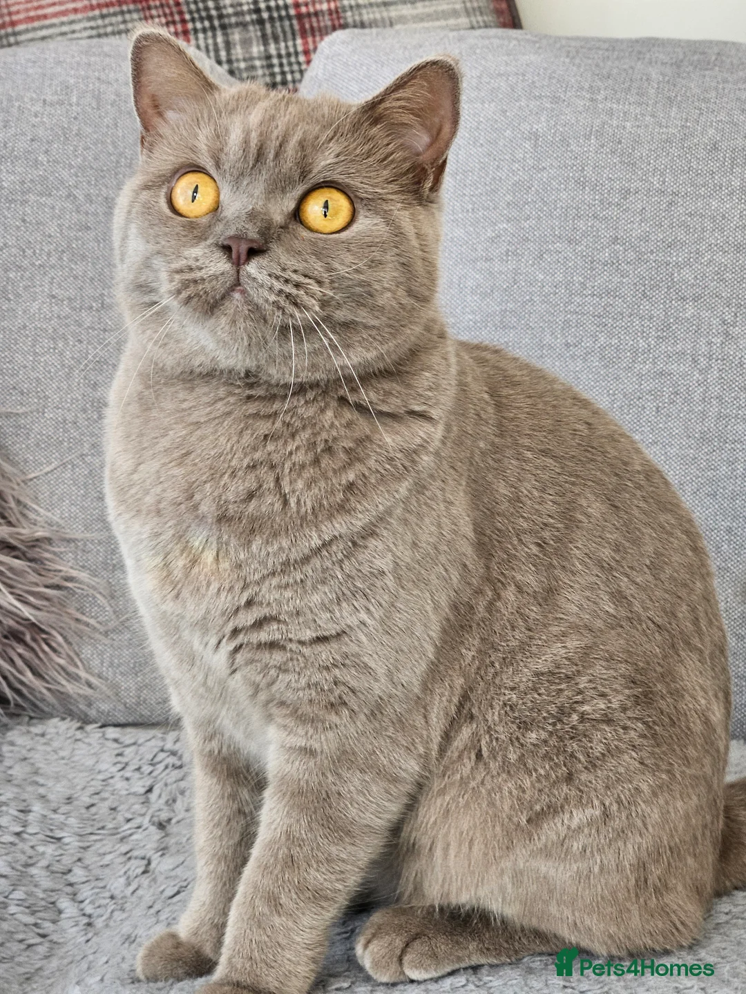 British Shorthair cats for sale: Champion British Shorthair Kittens GCCF Pure Breed - Advert 9