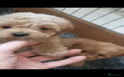 Cavapoo dogs for sale: Cavapoo puppies  - Image 16