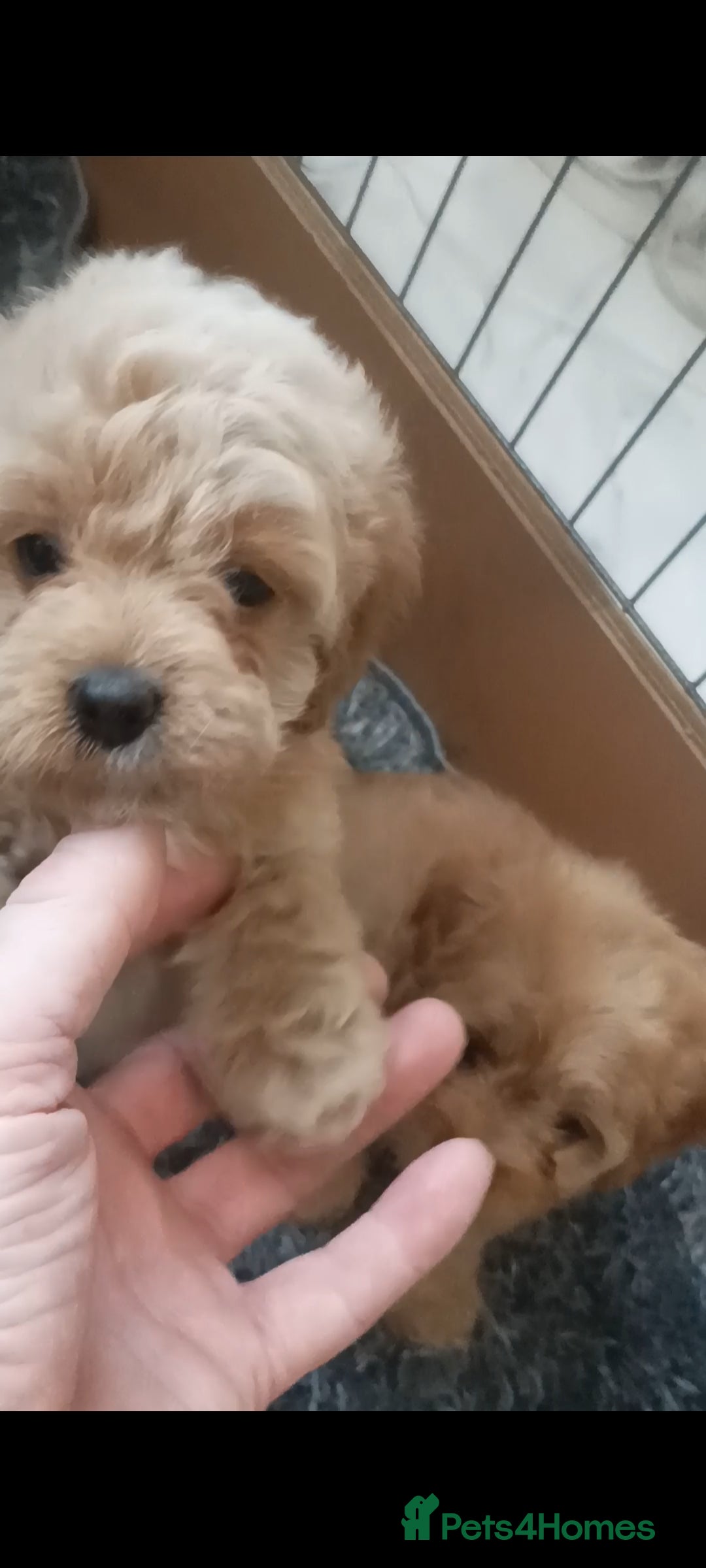 Cavapoo dogs for sale: Cavapoo puppies  - Image 16