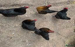 Chickens poultry for sale: 🚜 5 Black Rock type Hybrids (price for all 5) - Image 1