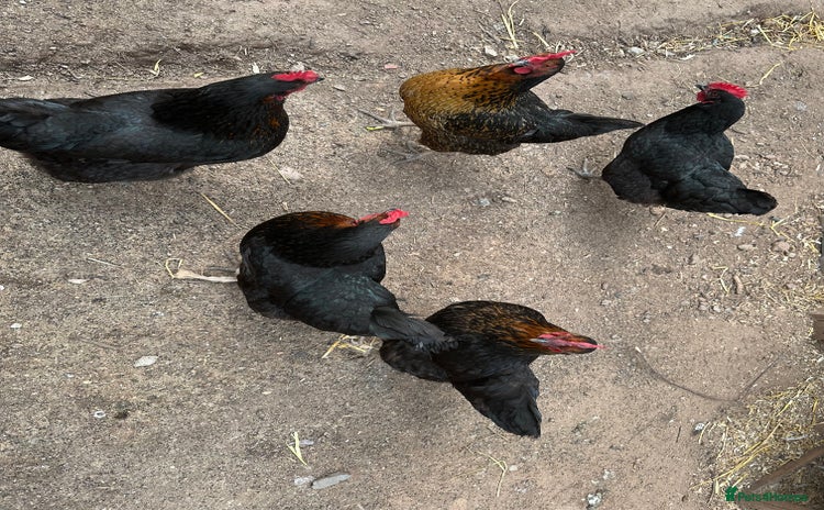 Chickens poultry - Advert 2