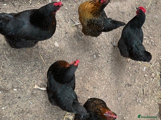 Chickens poultry - Advert 19