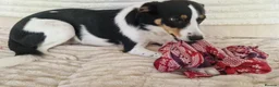 Sprollie dogs for sale: Luna the sprollie  - Advert 8