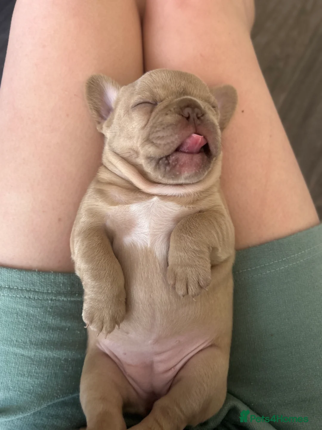 Mixed Breed dogs for sale: Boxer cross frenchie pups. - Advert 2