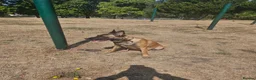Belgian Shepherd Dog dogs for sale: Krowned_k9 Belgian malinois Puppies  - Advert 3