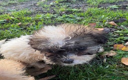 Poochon dogs for sale: READY FOR HER NEW PAW PACK  - Advert 34