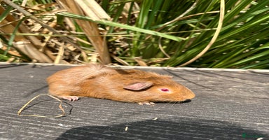 Guinea Pig rodents - Advert 9