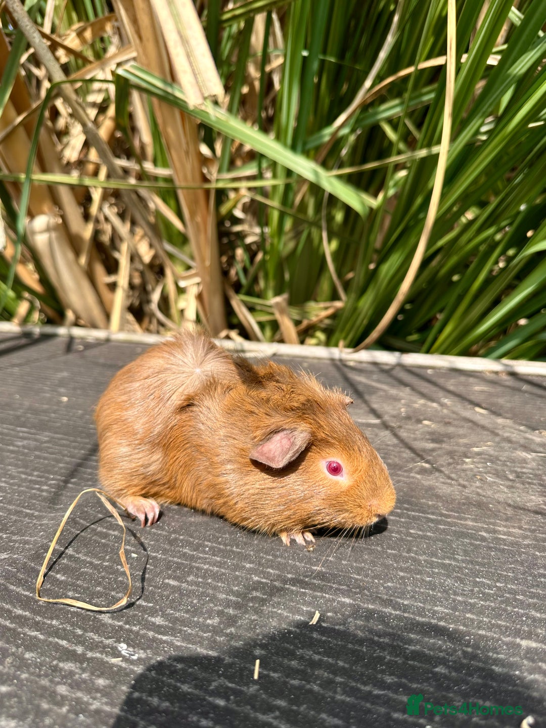 Guinea Pig rodents for sale: Multiple baby guinea pigs 💗 - Image 2