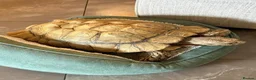 Tortoise reptiles for sale: Sultaca Tortoise  in Southampton - Advert 3