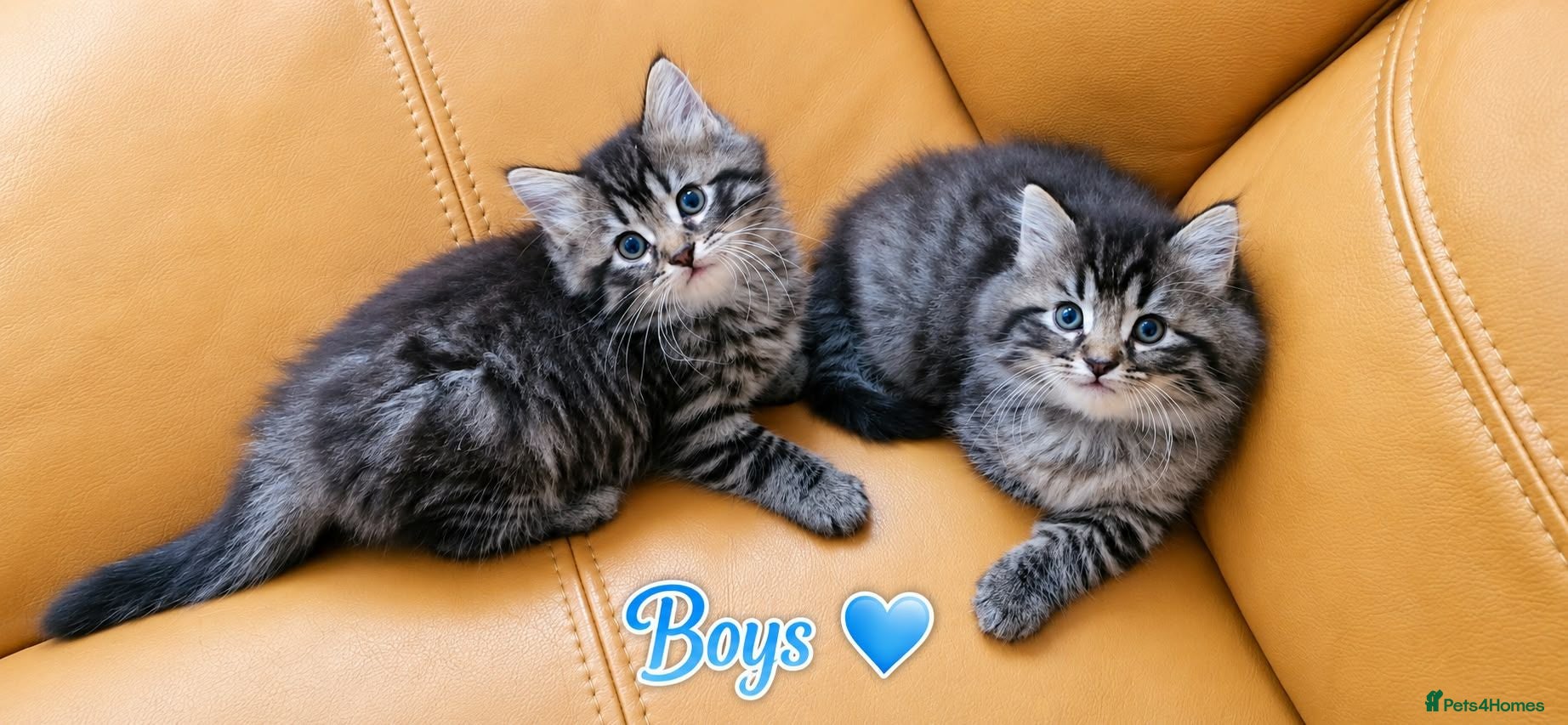 Mixed Breed cats Ragdoll mix kittens. Possible delivery * - Advert 13
