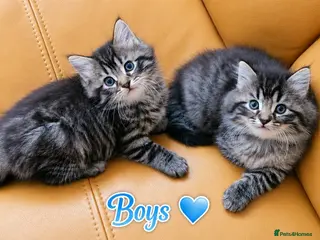 Mixed Breed cats Ragdoll mix kittens. Possible delivery * - Advert 13