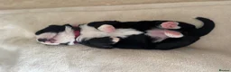 Mixed Breed dogs for sale: 5 Beautiful Bordernese Puppies  - Advert 16