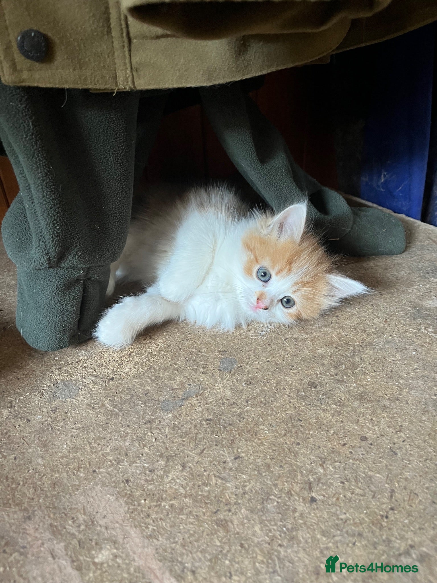 Mixed Breed cats Ginger and White Kittens  - Advert 19
