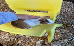 Guinea Pig rodents for sale: Baby Boy Guinea Pigs - Image 8