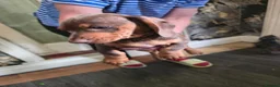Dachshund dogs for sale: Dchshund miniature - Advert 21
