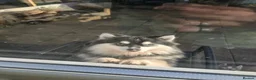 Pomsky dogs for sale: Pomsky Puppys For Sale - Advert 21