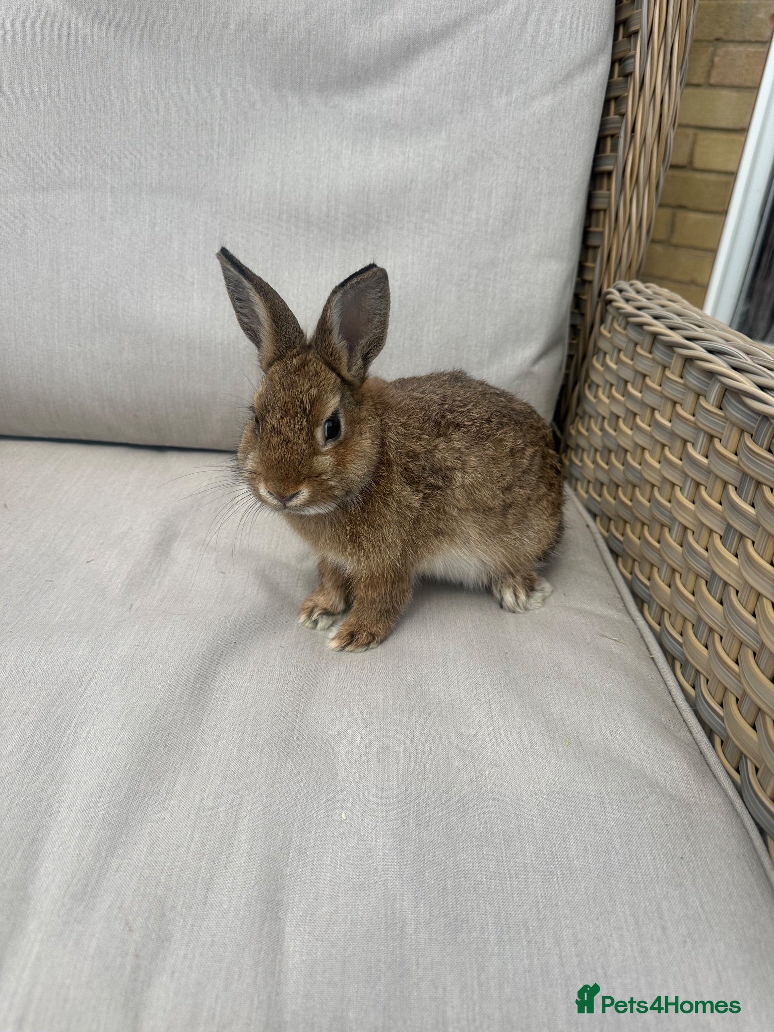 Netherland Dwarf rabbits 1 buck left .Lovely baby Netherlands dwarfs. - Advert 11