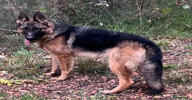 German Shepherd dogs - Advert 1