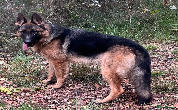 German Shepherd dogs - Advert 7
